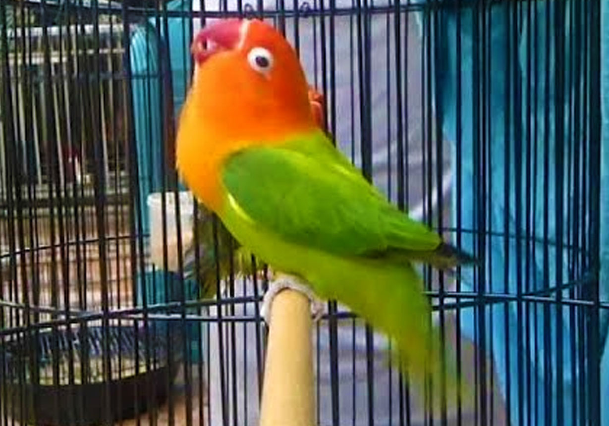 6 burung kicau yang paling banyak diminati seputar info 6 burung kicau yang paling banyak diminati seputar info