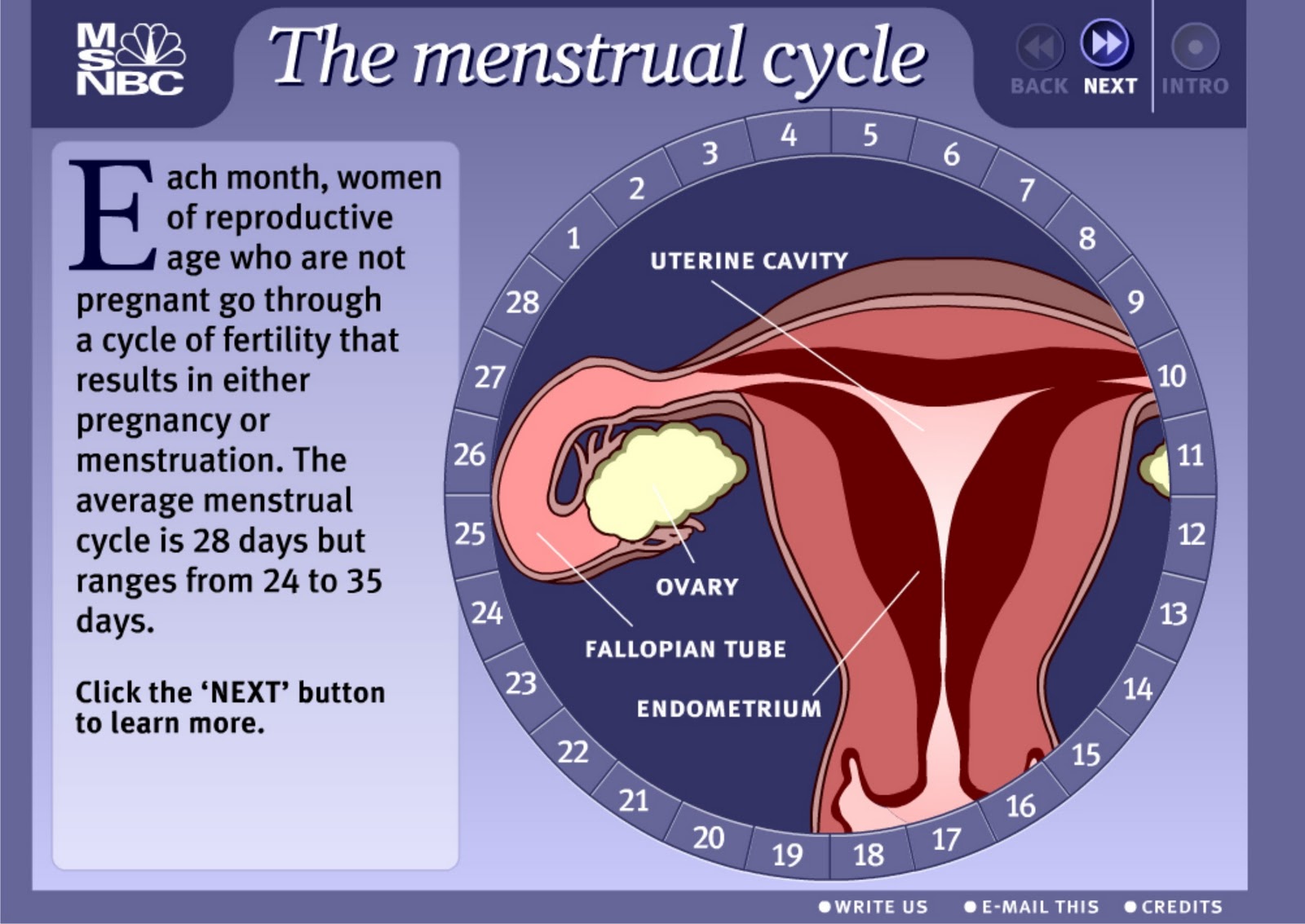 Menstrual Cycle swf Siklus Menstruasi swf