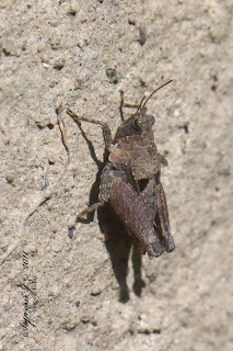 Long-horned Groundhopper (Tetrix tenuicornis)