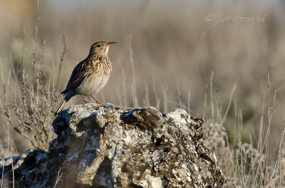 Alondra ricotí, alondra de dupont, Chersophilus duponti, Dupont´Lark Alondra ricotí, alondra de dupont, Chersophilus duponti, Dupont´Lark