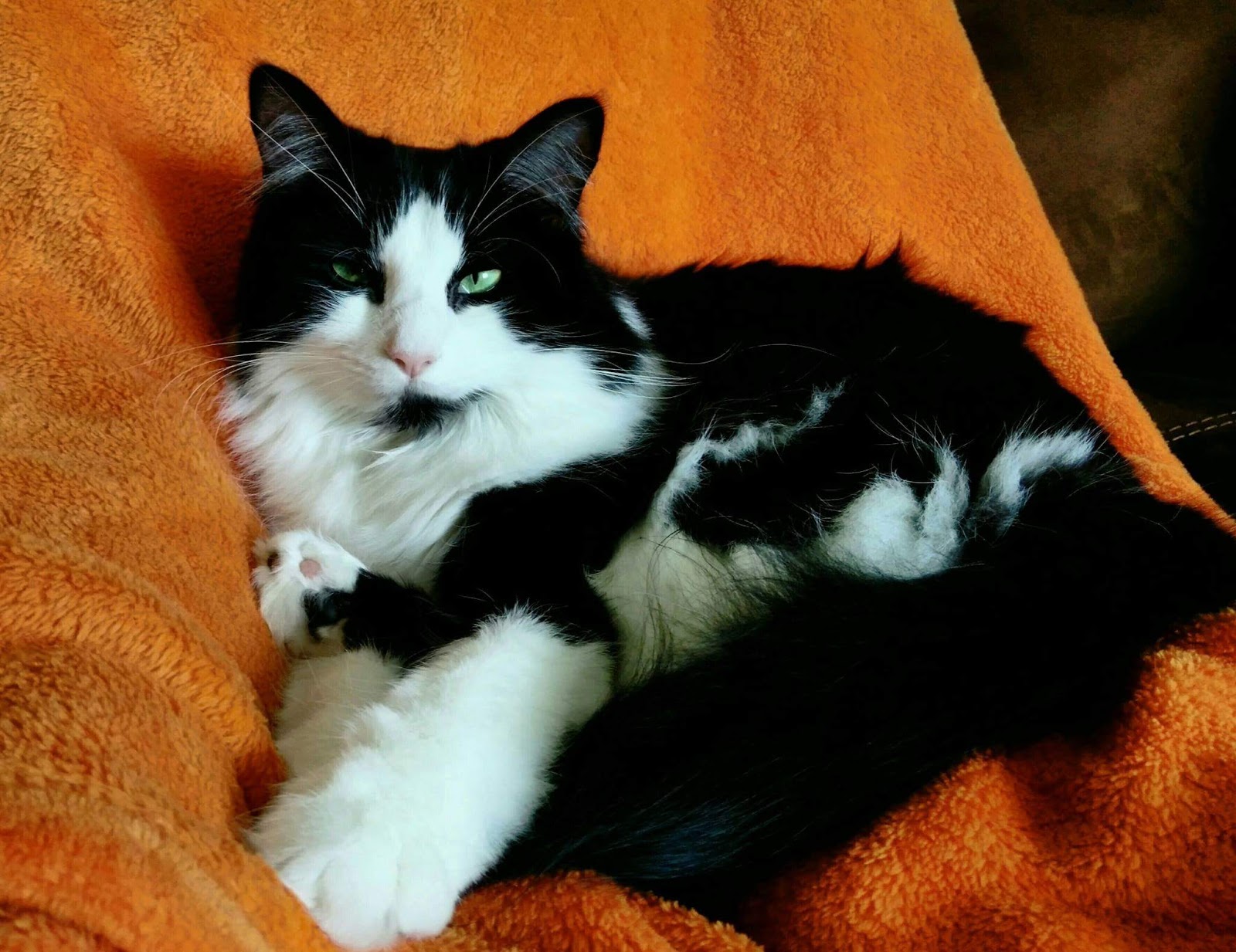 How Long Before A New Cat After Fip How Long Before A New Cat After Fip