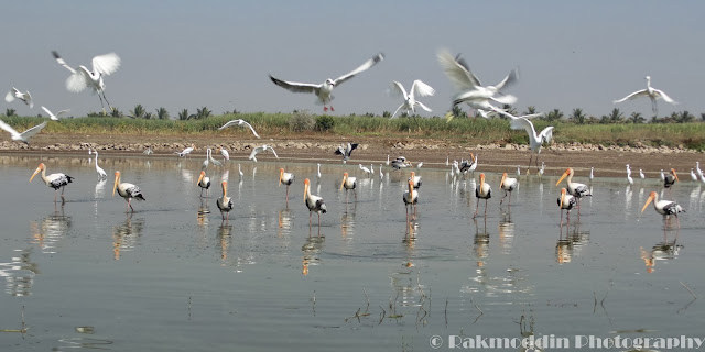 Migrated bird watching at Bhigwan kumbargaon - Simply amazing experience