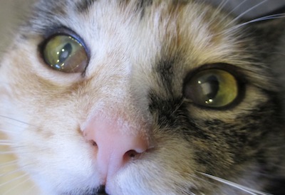 Kenapa Mata Kucing Tiba Tiba Ada Kelopak Putih Antara Mata 