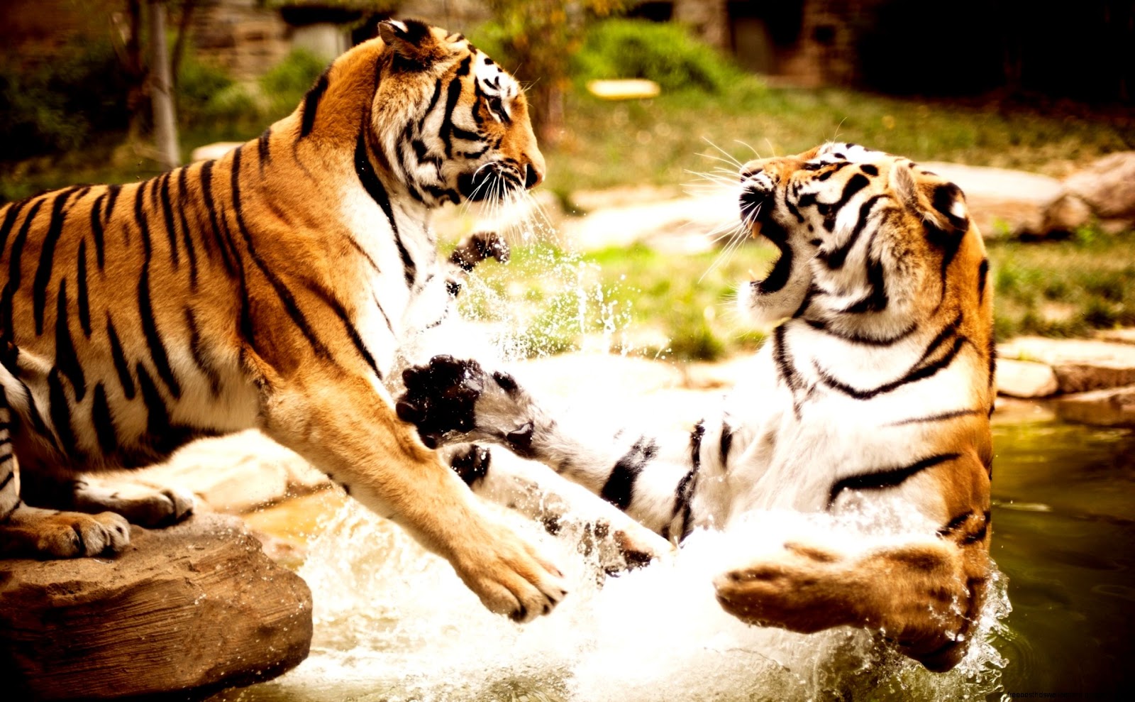 Playing with Tigers