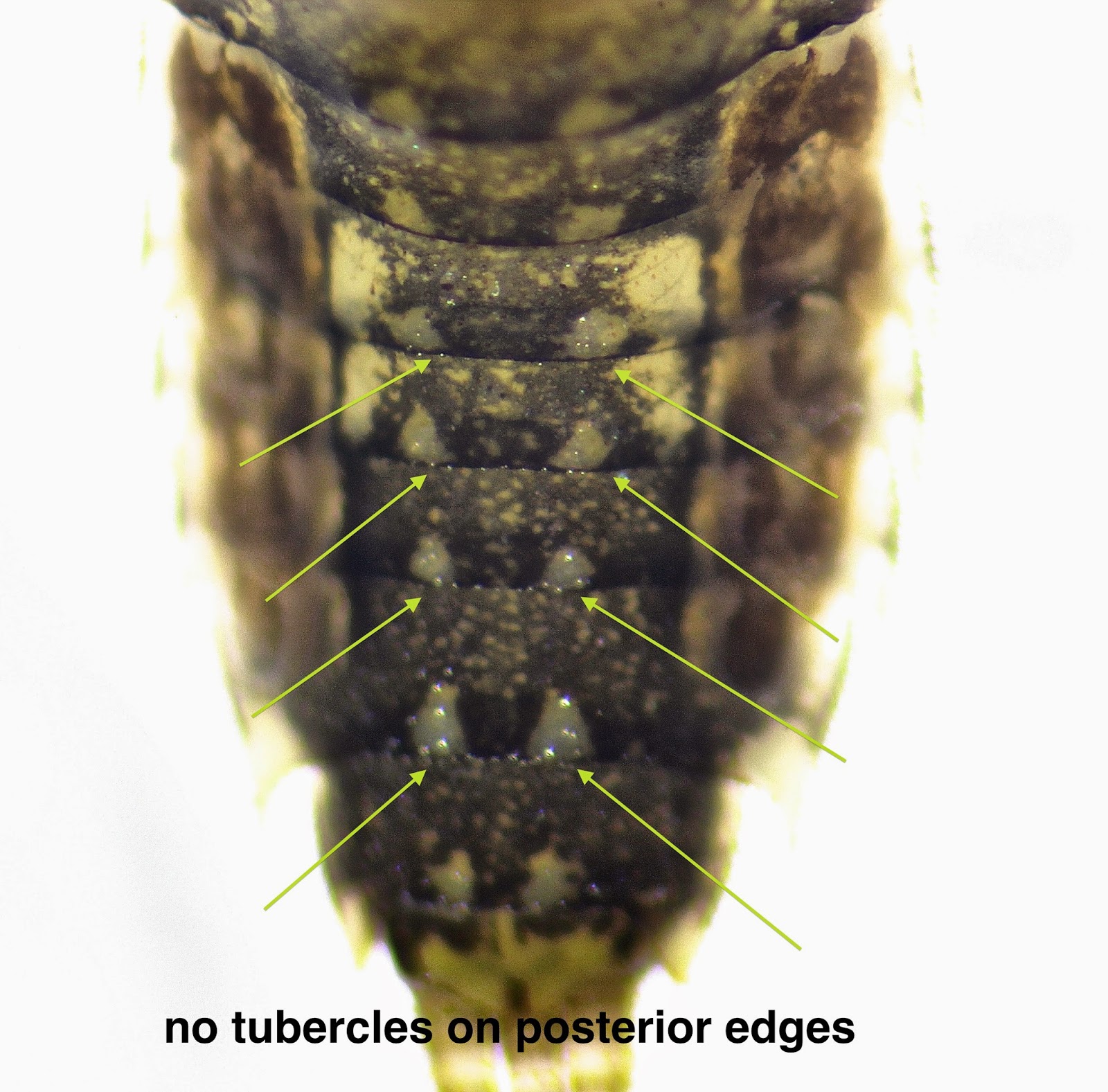 Aquatic Insects of Central Virginia: The Green Stonefly Haploperla ...