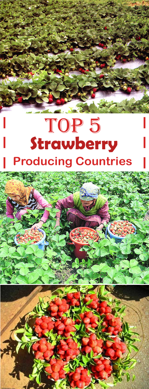 Top 5 Strawberry Producing Countries vrogue.co