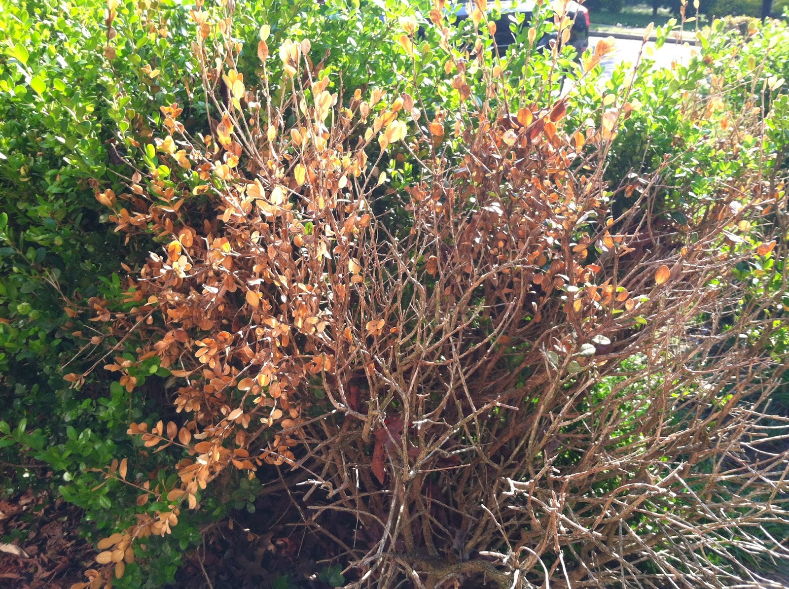 HOME FOOD GARDEN The Boxwood Damage