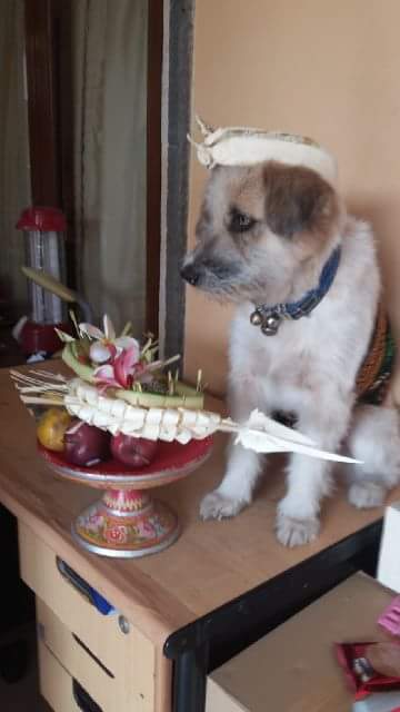 Wayan Suyasa Saat Anjing Bali Jadi Kambing Hitam