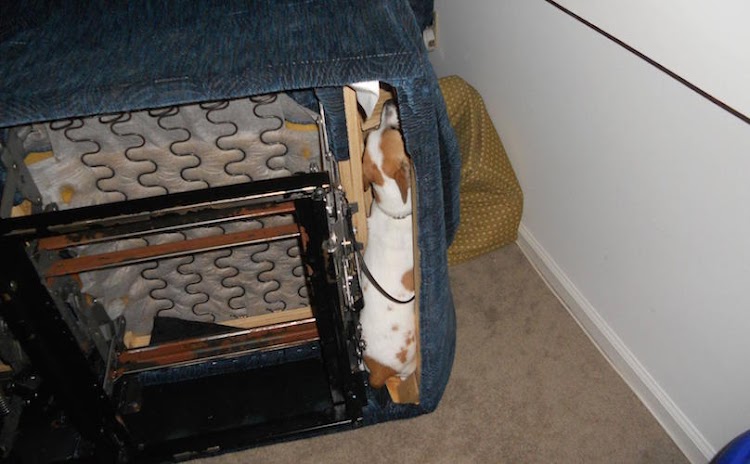 15 cães que se meteram em problemas quando seus donos não estavam olhando