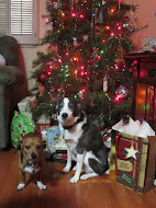 Doggies by the Christmas Tree