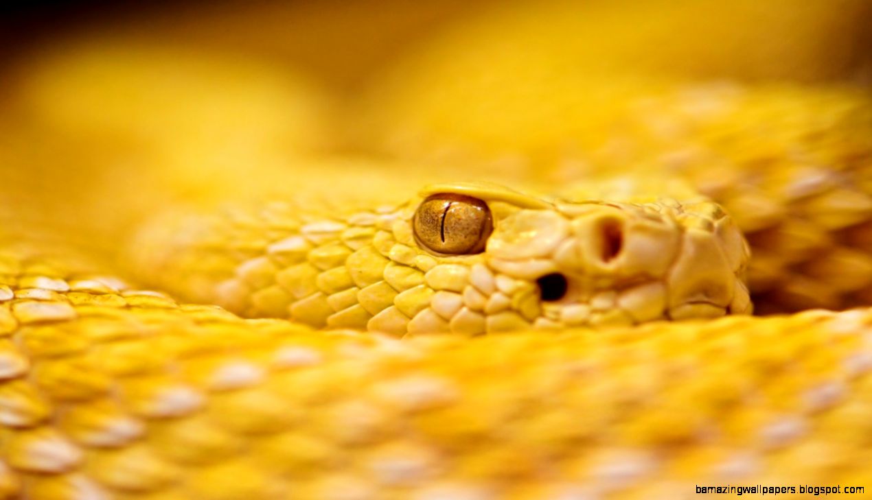 Other LITTLE YELLOW GOOSE SWIMMING Cute River Free Download