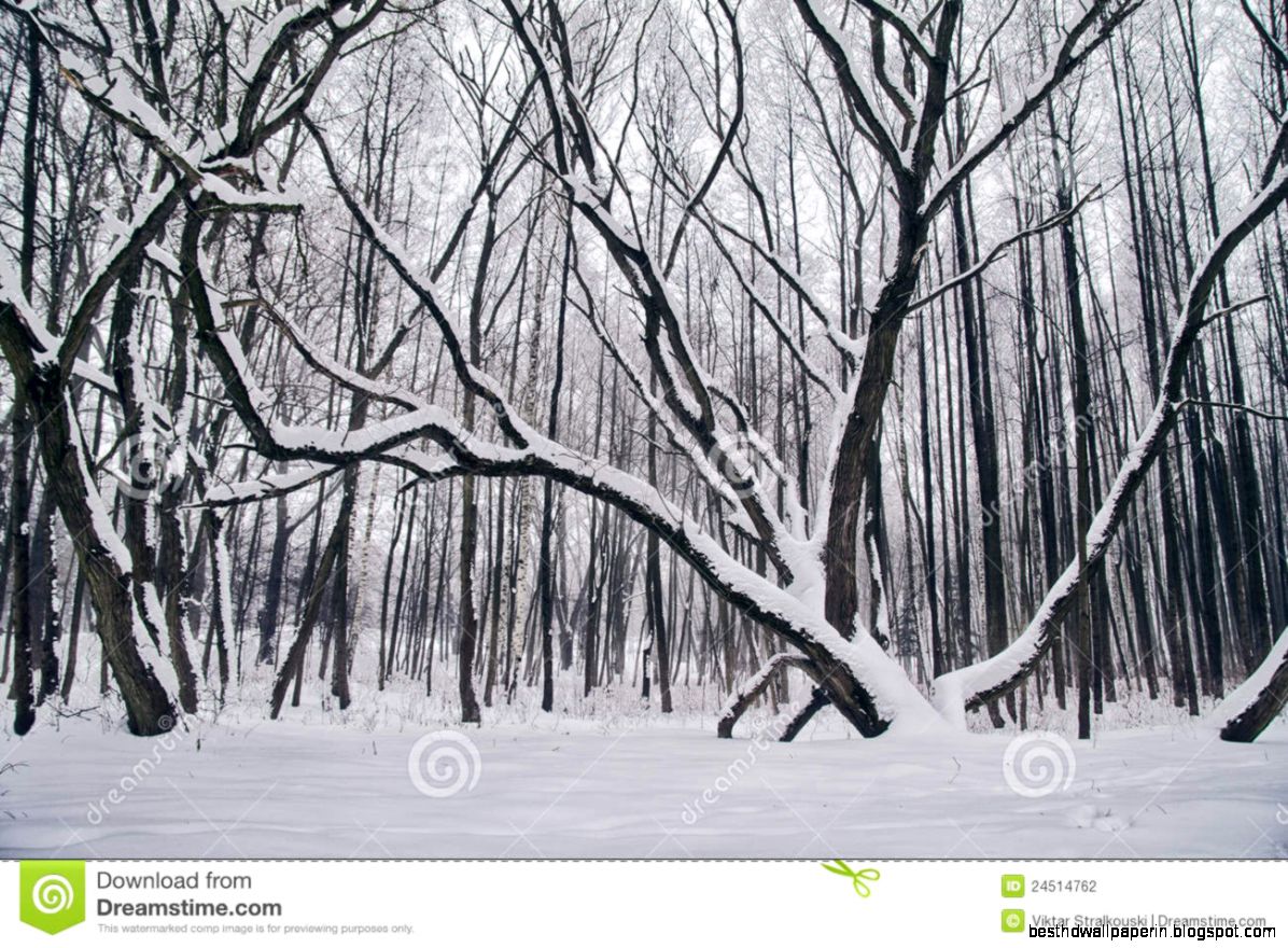 Winter Landscape With Snow Covered Trees Stock Photography   Image