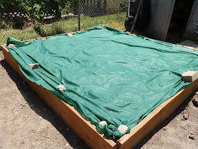 The Gardener's Spot: Directly Sowing Squash Family Plants Outdoors