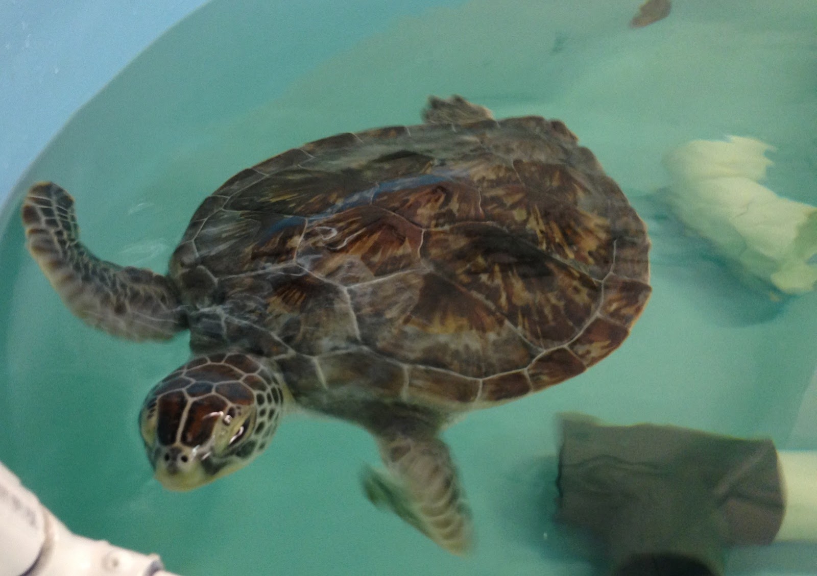 Sea Turtle Hospital: Three Sea Turtles Being Released July 31st!