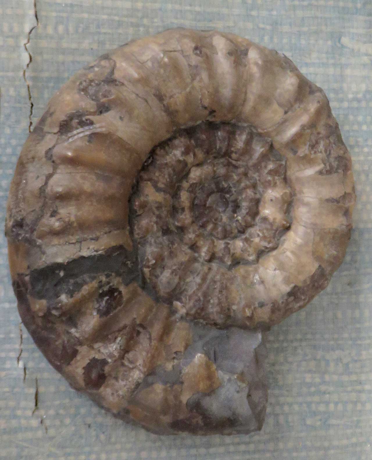 Louisville Fossils and Beyond Androgynoceras Ammonite Fossil Lyme