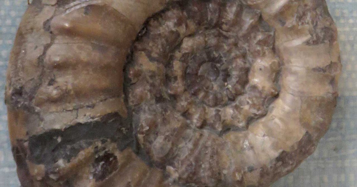 Louisville Fossils and Beyond Androgynoceras Ammonite Fossil Lyme