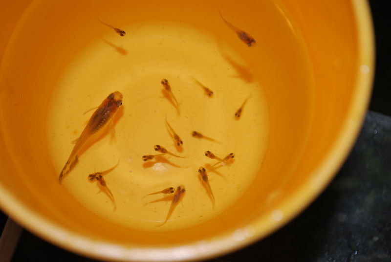 Guppy Généralité Reproduction La croissance des alevins