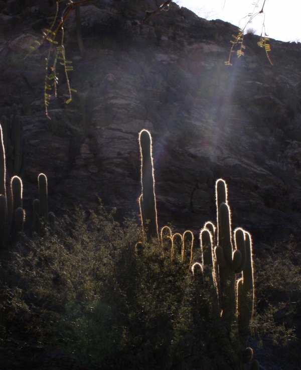 Pollinators: Pollinators, the night shift