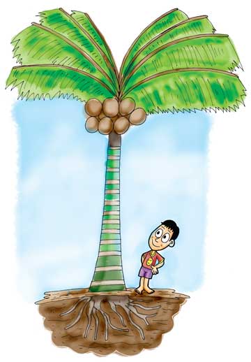 s0ldier 0f Allah: pokok kelapa