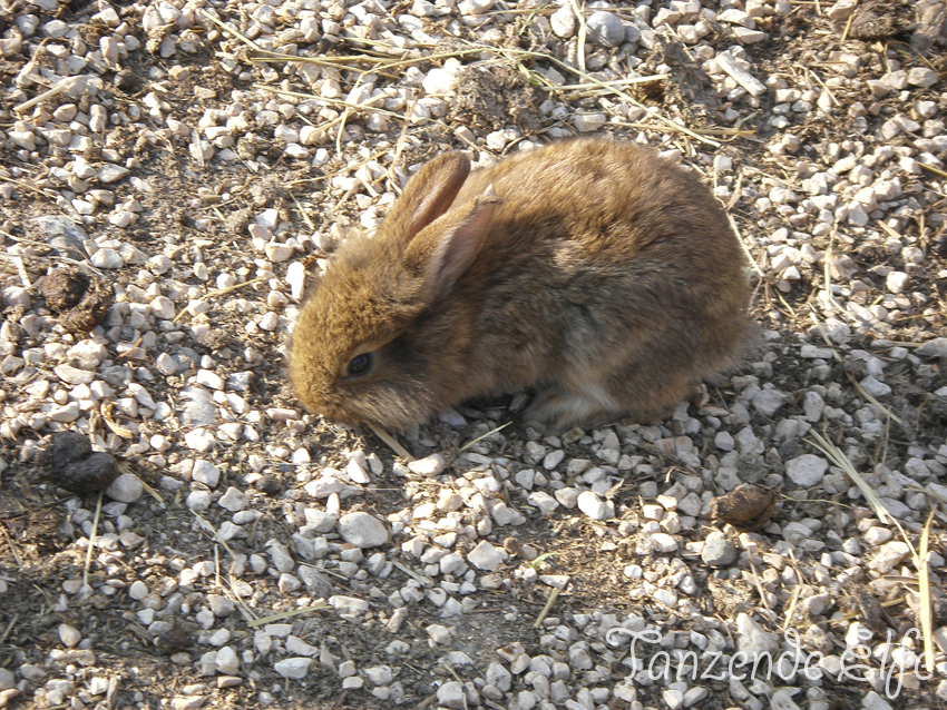 The Global Fork 2016