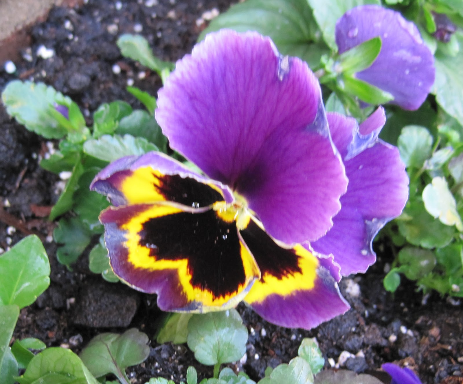 Pansies Gift from the Garden Fairies