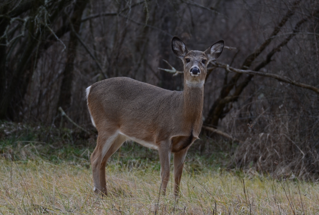 Ohio Birds and Biodiversity: Big mammals make for interesting birding
