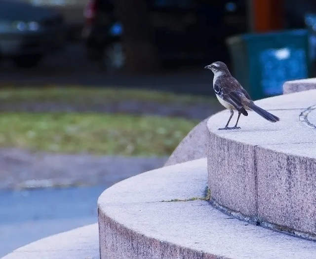 Pájaro en primer plano