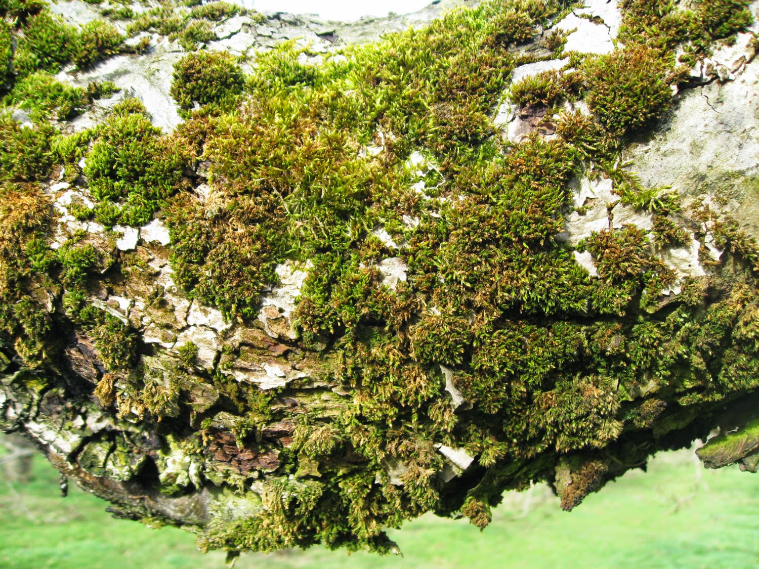 The Orchard Tea Room Farm Shop 2016 the-orchard-tea-room-farm-shop-2016