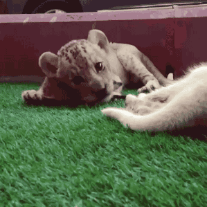 Funny animal gifs - part 213, best funny gifs, animal gif, animal moving pictures