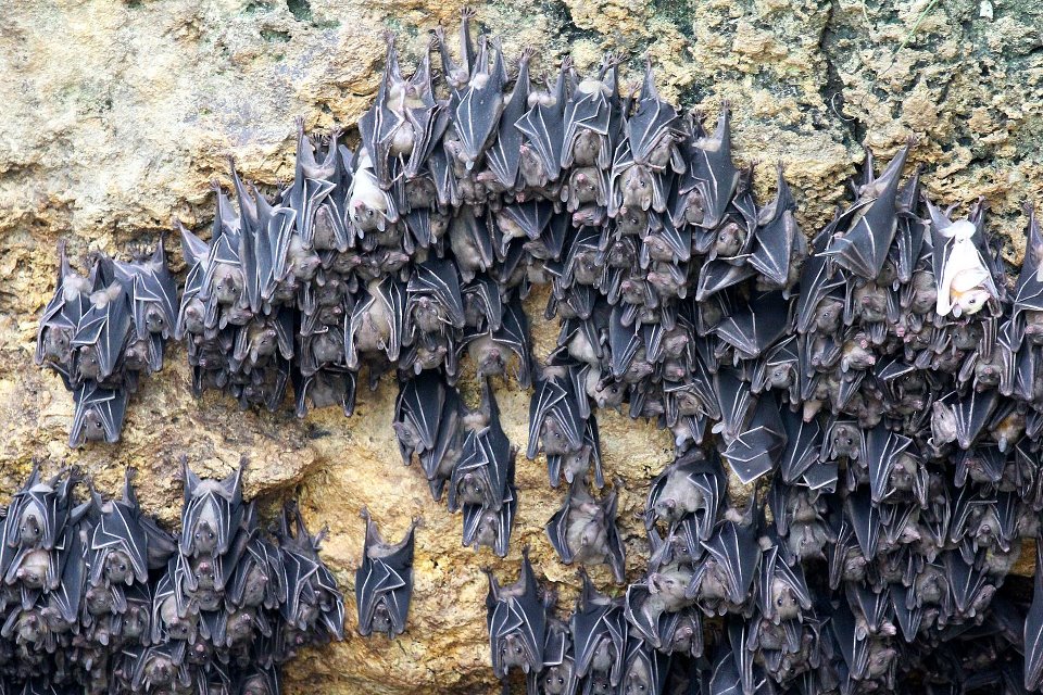 Maybe its L???ve Monfort Bat Sanctuary