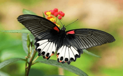 #Kumpulan Puisi Harapan Dan Doa