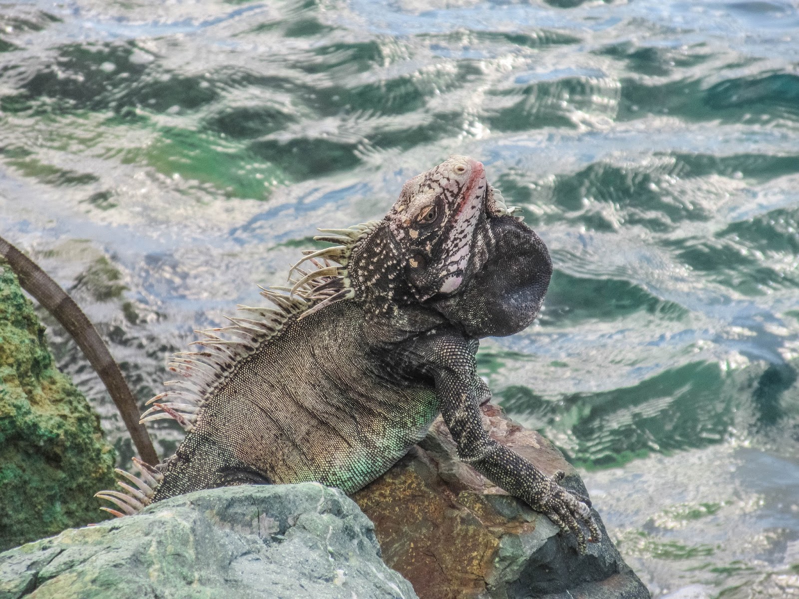 bwana iguana bwana iguana