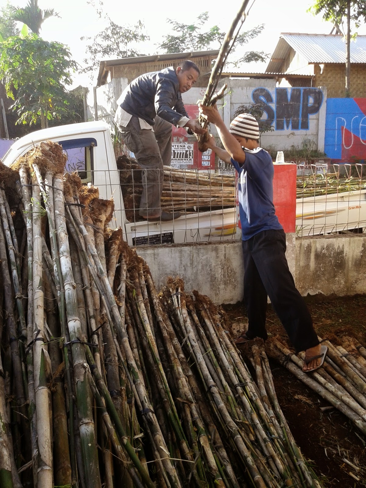 jual pohon bambu jepang | tanaman untuk pagar | Tukang Taman Murah Dan