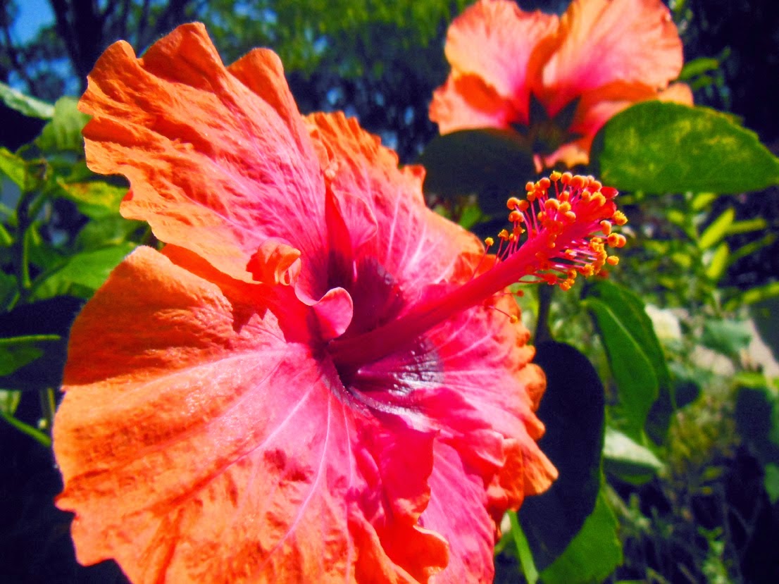 When do hibiscus flowers bloom? Photos and names of wildflowers