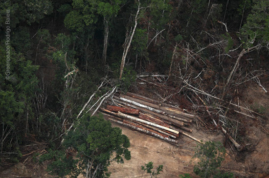 Assine a petição da Lei do Desmatamento Zero