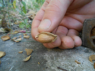 seme albicocca