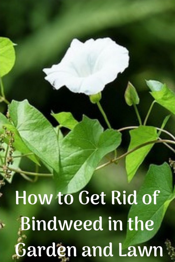 Garden and Yard How to Get Rid of Bindweed in the Garden and Lawn