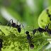 Por que as formigas desapareceram de região no sul da Argentina?