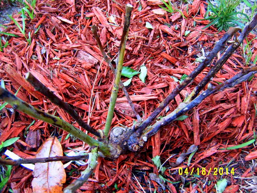 Alabama Rose and Flower Garden from a NonGreen Thumb Is my bare root