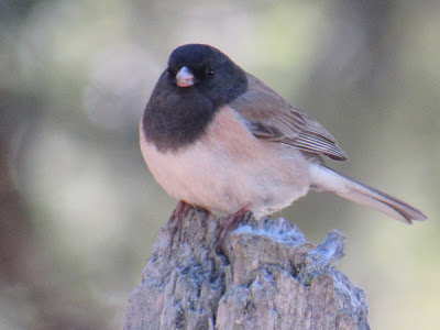 Lassen Volcanic National Park