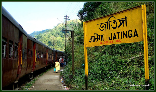 birds commits sucide