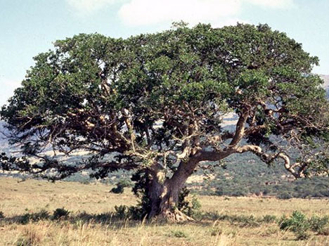 Climbing Your Sycamore Tree