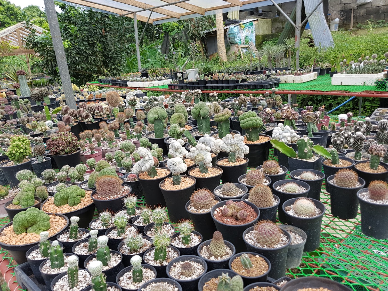 SHARING THE BEST OF THE PHILIPPINES Amazing Ornamental Plants in Tagaytay