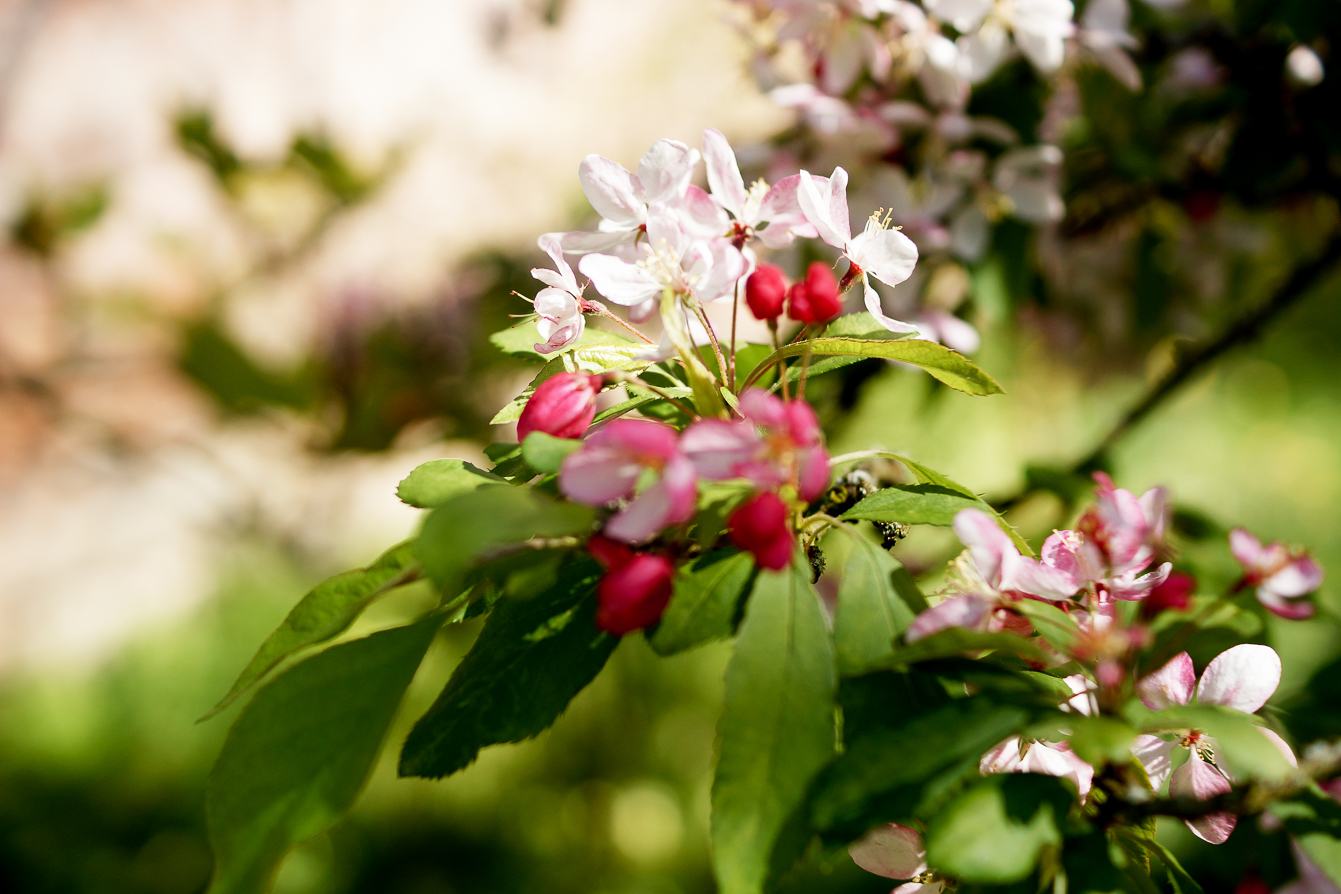 lifestyle-blog-photography-spring-cherry-blossom