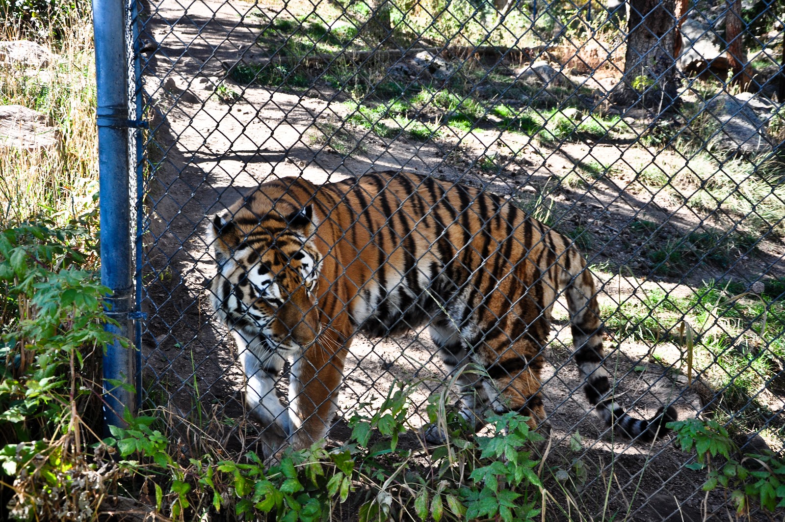 Megan Tyrka Photography Colorado Springs Zoo
