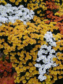 Masses of white and orange single mums at 2016 Allan Gardens Conservatory  Fall Chrysanthemum Show by garden muses-not another Toronto gardening blog
