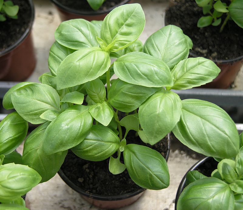 HOW TO GROW BASIL FROM SEED INDOORS The Garden of Eaden