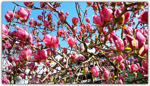 Foto de la semana: magnolio chino 2ª parte