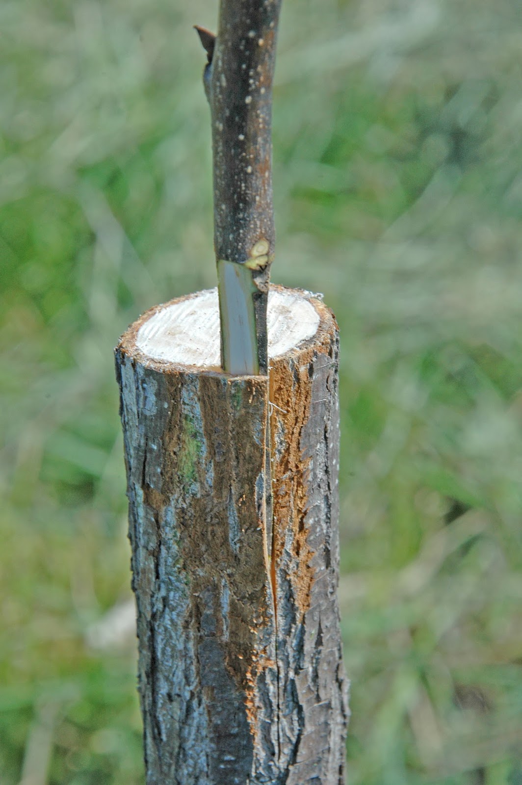Northern Pecans Bark grafting tips