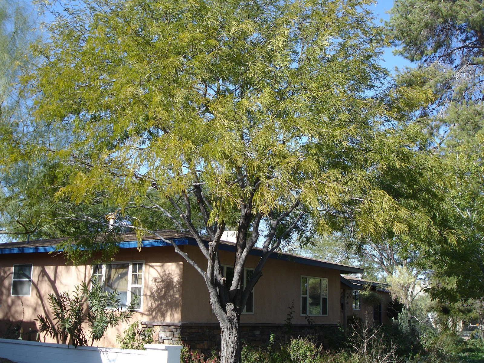 Xtremehorticulture of the Desert Fruit Trees to Provide Shade for the